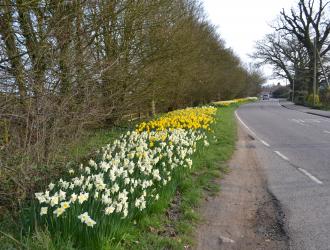 Daffodils on Ipswich Road